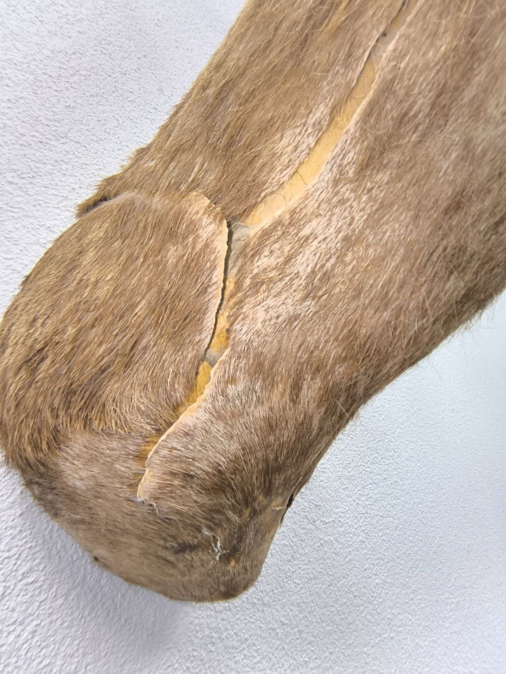 Il mondo degli animali: Steinbock Trophäe – Usato da Rüti ZH venduto da Restwert_Rueti_ZH 8