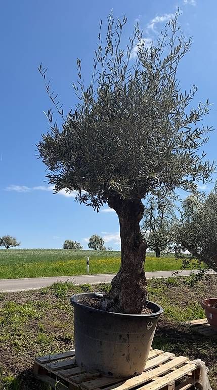 Plantes & graines: Olivenbaum "Olea Europea 9 – Neuf avec emballage d'origine à Zuckenriet par Thur_Plant 2