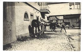 Fotokarte Pferde Brauerei Kavallerie Fotografie Pferdehof