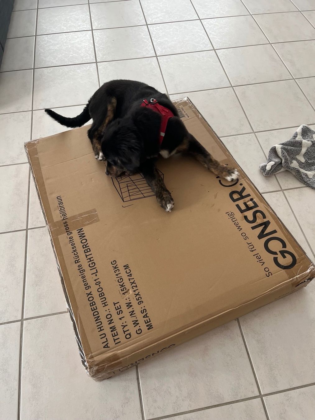Gonser Gabbie, trasporto & Sicurezza: Hundebox neu – Nuovo e nell'imballaggio originale da Brugg AG venduto da abc102 1