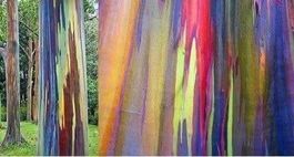 EUCALYPTUS ARC-EN-CIEL !  MAGNIFIQUE 50g