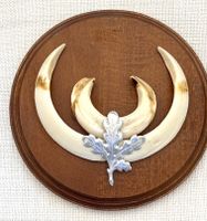 🐗 2 Trophées de chasse -Défenses de Sanglier sur bois décor