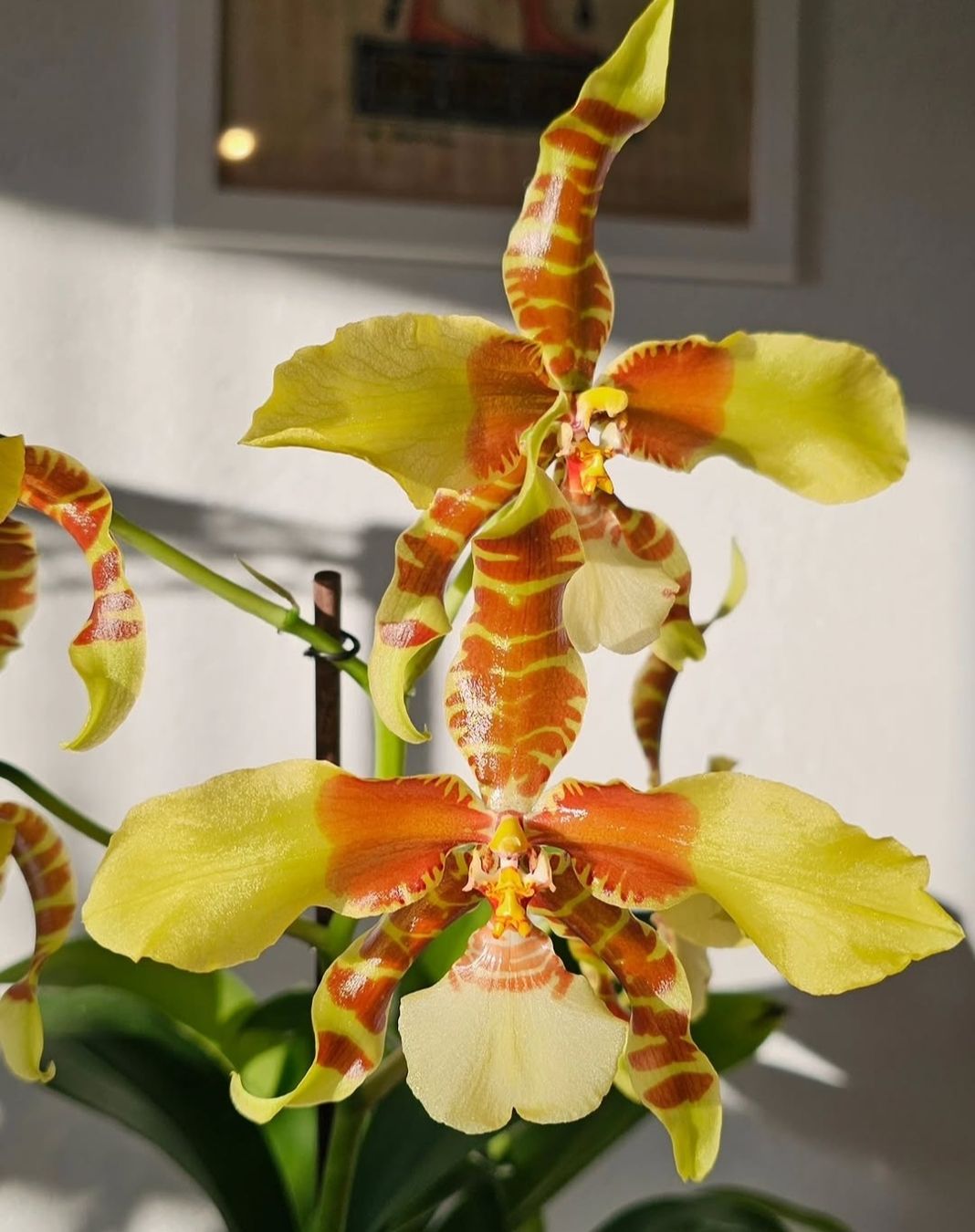 Piante & sementi: Orchidee Rossioglossum Rawdon Jester – Usato da Jona venduto da Smurnaya