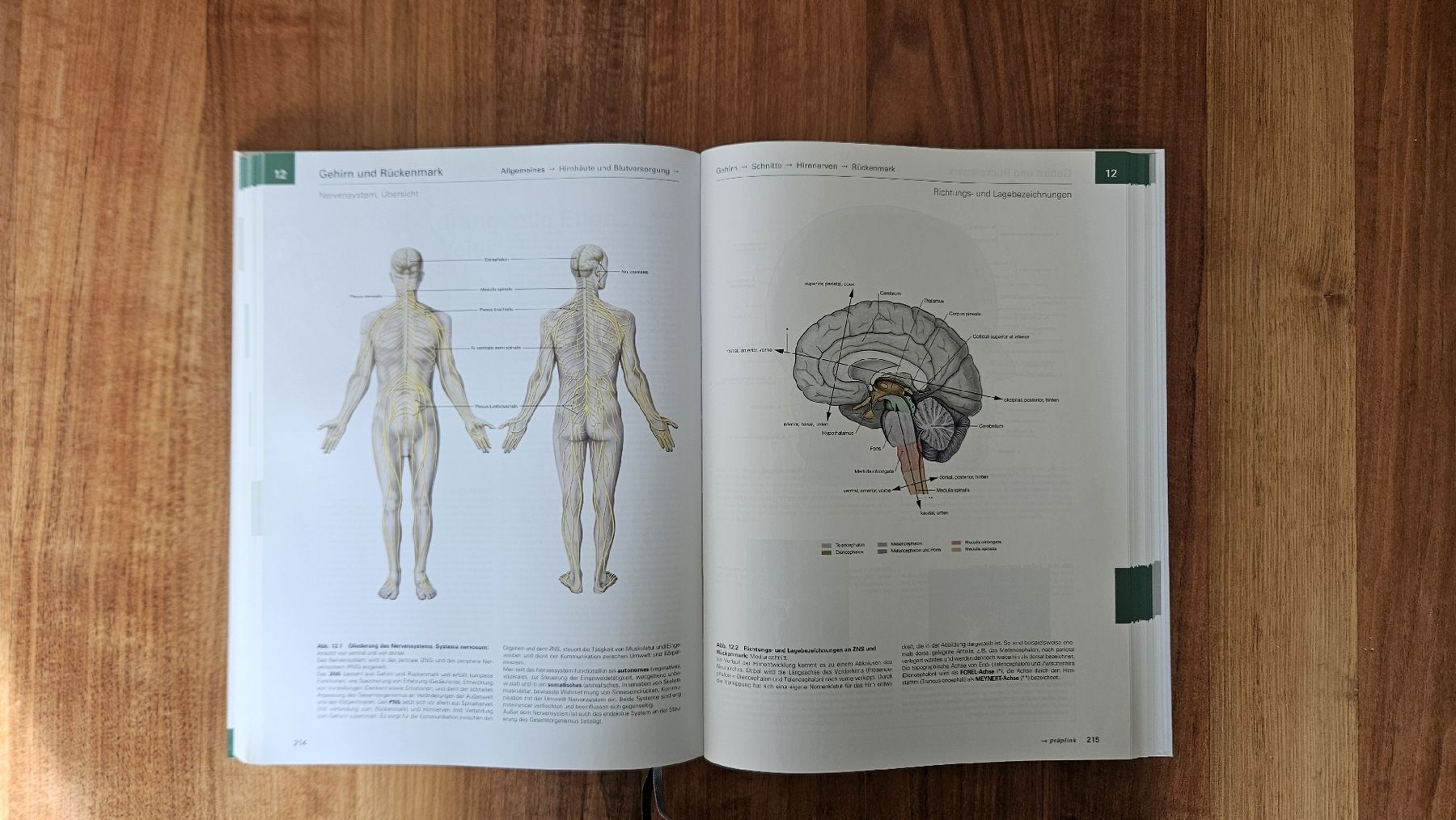 Libri: Anatomie Atlas / Sobotta – Usato da Solothurn venduto da yoganer 3