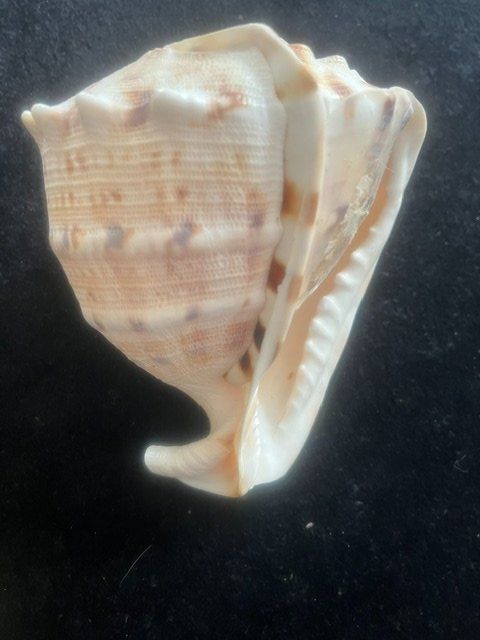Fossili: HELMSCHNECKE Muschel Cassis cornuta Helmschnecke 117mm – Usato da Romanshorn venduto da Knut4