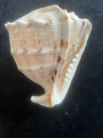 HELMSCHNECKE