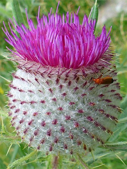 Pflanzen & Samen: Grosse Woll-Distel - Cirsium eriophorum - 25 Samen – Neu und originalverpackt aus Sumiswald von Cham14558