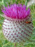 Grosse Woll-Distel - Cirsium eriophorum - 25 Samen