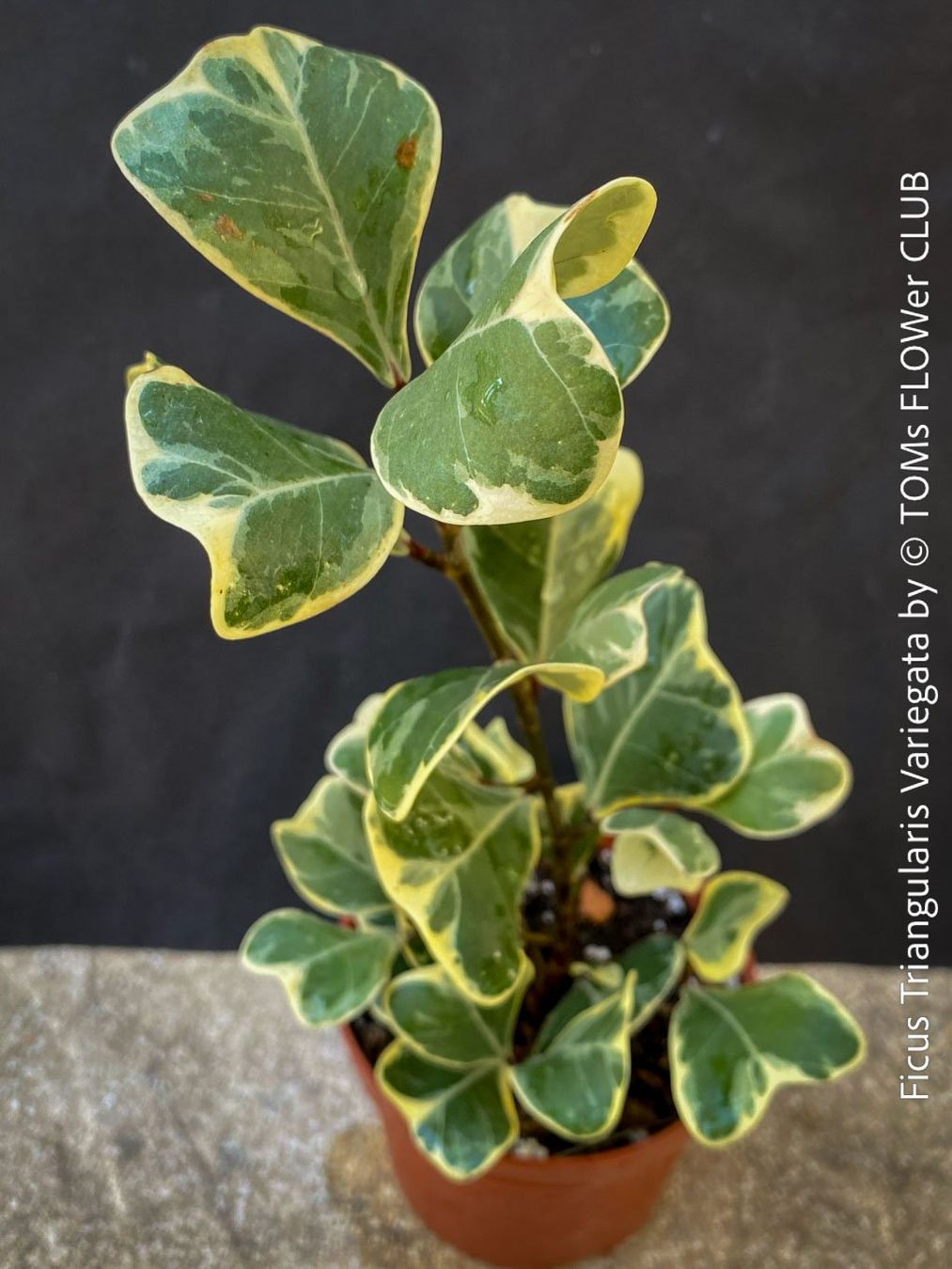 Piante & sementi: Ficus Triangularis Variegata - frischer 15cm Kopfsteckling – Nuovo e nell'imballaggio originale da Adliswil venduto da astom369 6