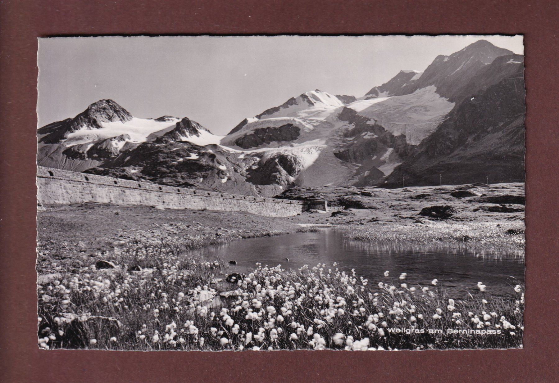 Cartoline postali: Wollgras am BERNINAPASS – Usato da Pully venduto da nicecards-shop