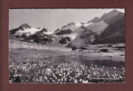 Wollgras am BERNINAPASS