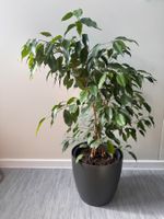 Ficus Zimmerpflanze ca. 80 cm – dekorativ