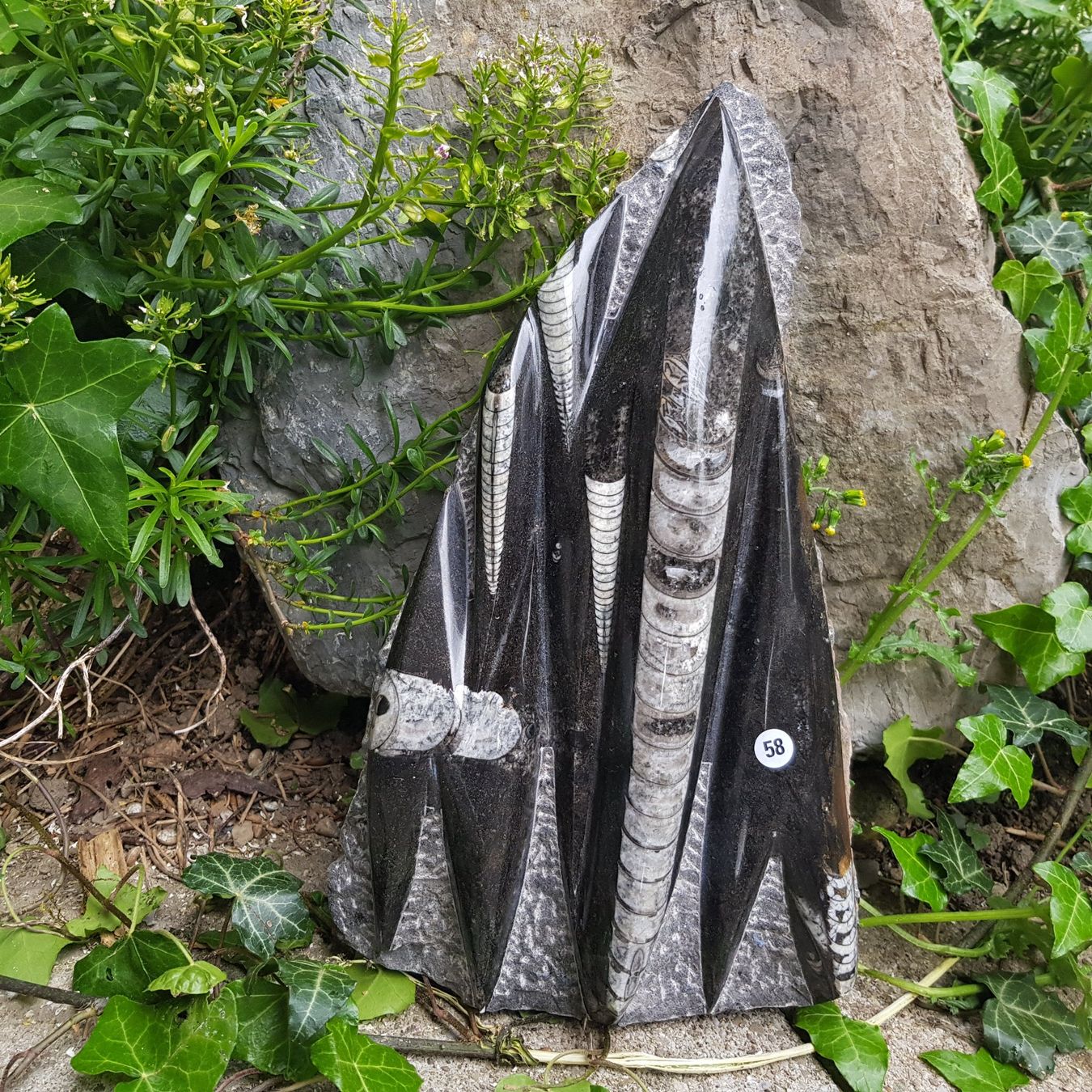 Fossili: Orthoceras Platte 2.64Kg – Nuovo (secondo la descrizione) da Schwanden-Brienz venduto da Testudo06