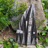 Orthoceras Platte 2.64Kg
