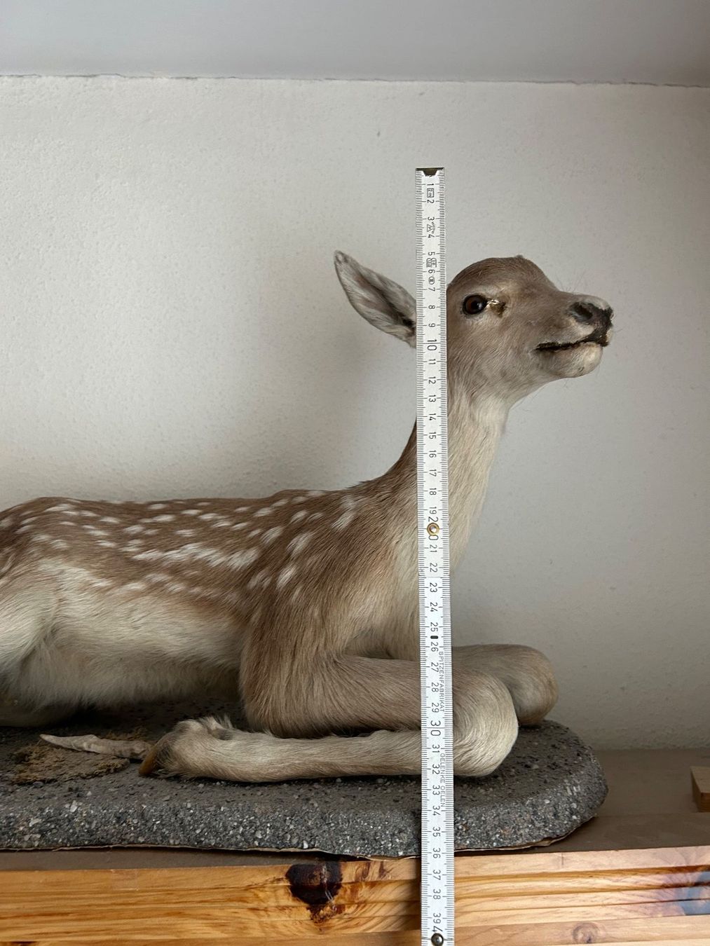 Il mondo degli animali: Trophäe Hirschkalb ausgestopft – Usato da Davos Platz venduto da cilgia08 2