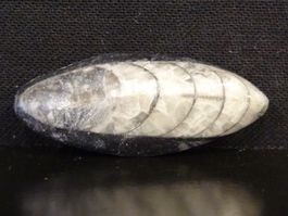 Versteinerter Fisch Fossil ORTHOCERAS MAROKKO Tintenfisch