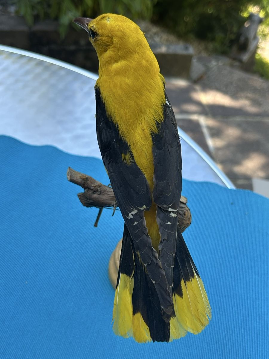 Monde des animaux: Vogel Präparat namens Pirol – D'occasion à Langnau am Albis par Nechi 3