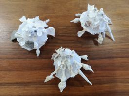Muschel fängt andere Muscheln selten Wesen Cebu Shells 8-9cm