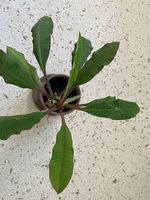 Spuckpalme