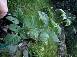 Plant murier nain sans épine environ 2m de haut à maturite