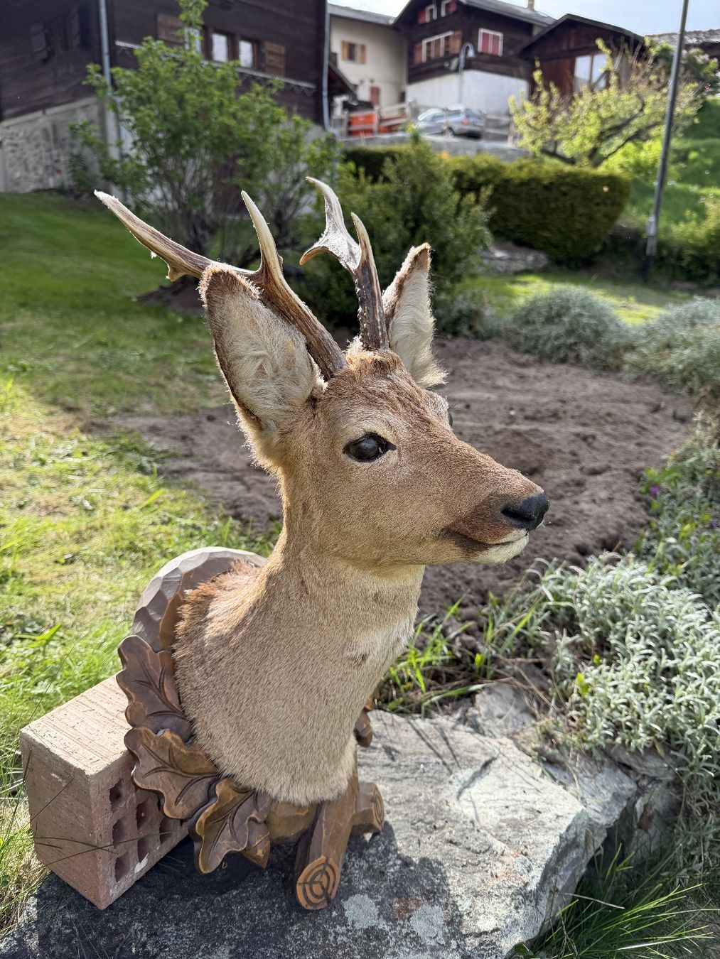 Il mondo degli animali: Trophée de chevreuil empaillé authentique - Déco chalet – Usato da Etagnières venduto da rom_w9zh 3