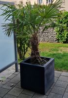 Palme 120-130cm ohne Topf