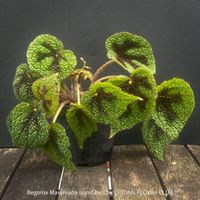 Begonia Masoniana Iron Cross - 100% Bio-Sammlungspflanze