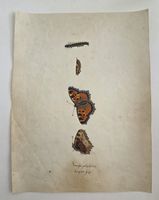Schmetterling Buch lose Orig. Aquarell/Gouache 19.h  32x24cm