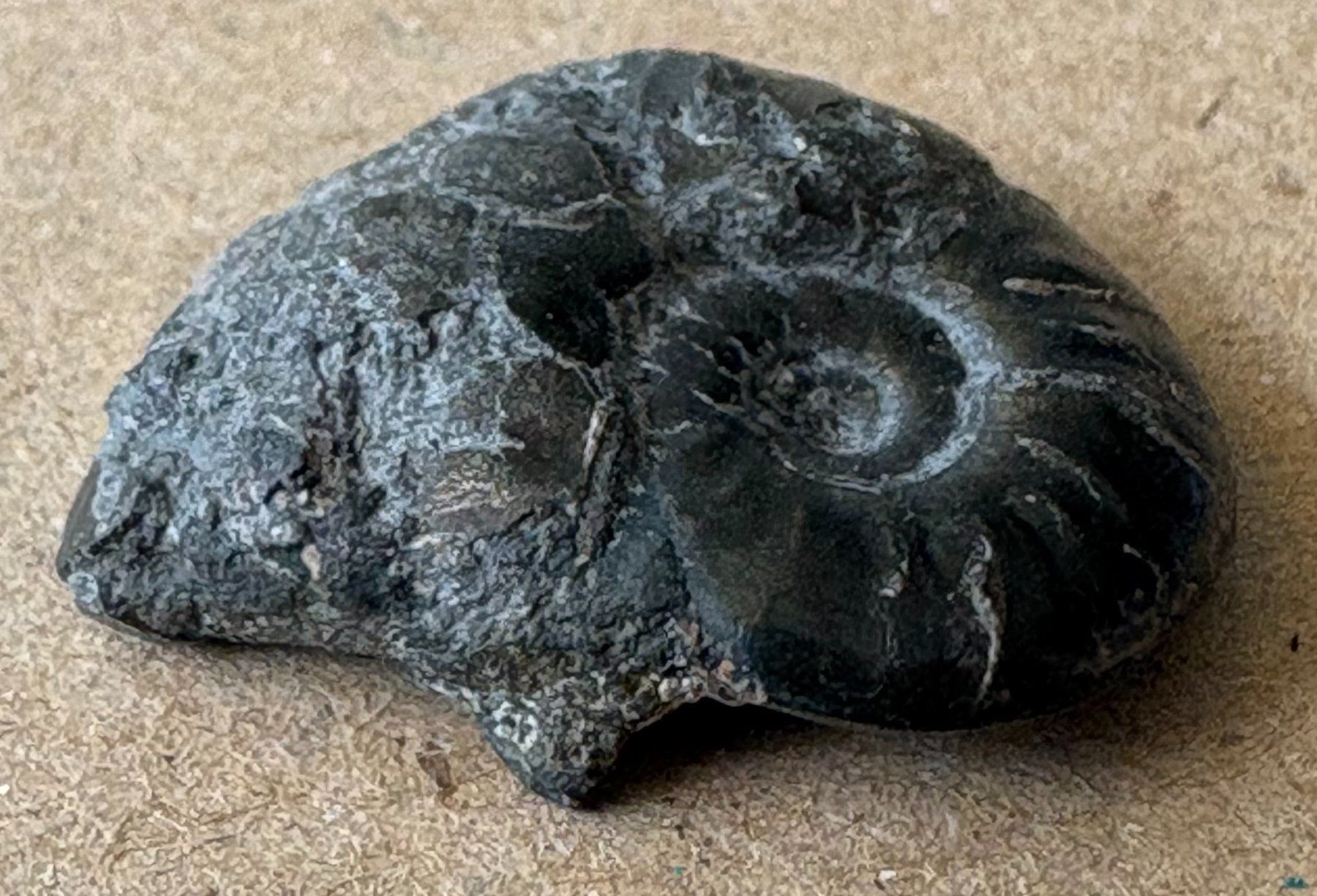Fossilien: FOSSIL – Gebraucht aus Ostermundigen von Heavenmaus75 1