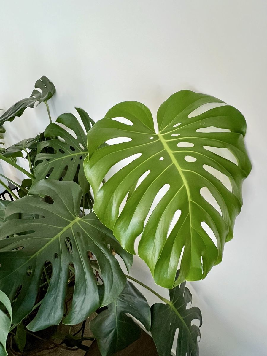 devil monstera Selected Monstera Devil Monster – Casa Botanica
