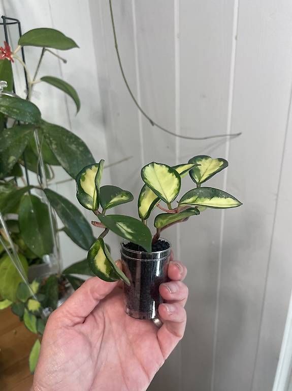 Piante & sementi: Hoya carnosa krimson prinzess – Usato da Schönholzerswilen venduto da Leavylounge 1