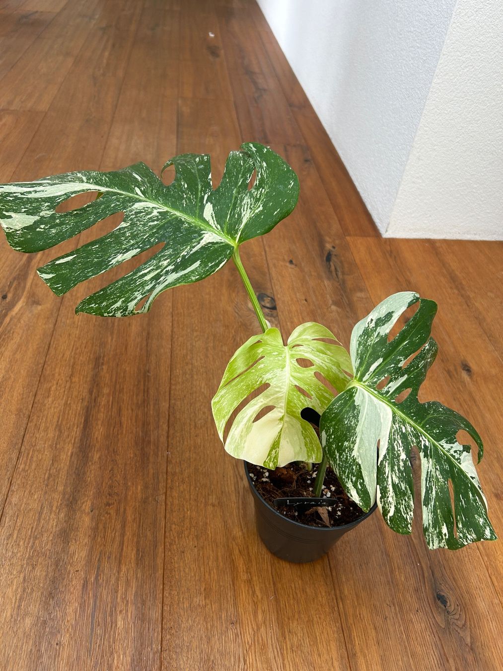 Piante & sementi: Monstera variegata💚 – Usato da Wattwil venduto da Mikesplantshop