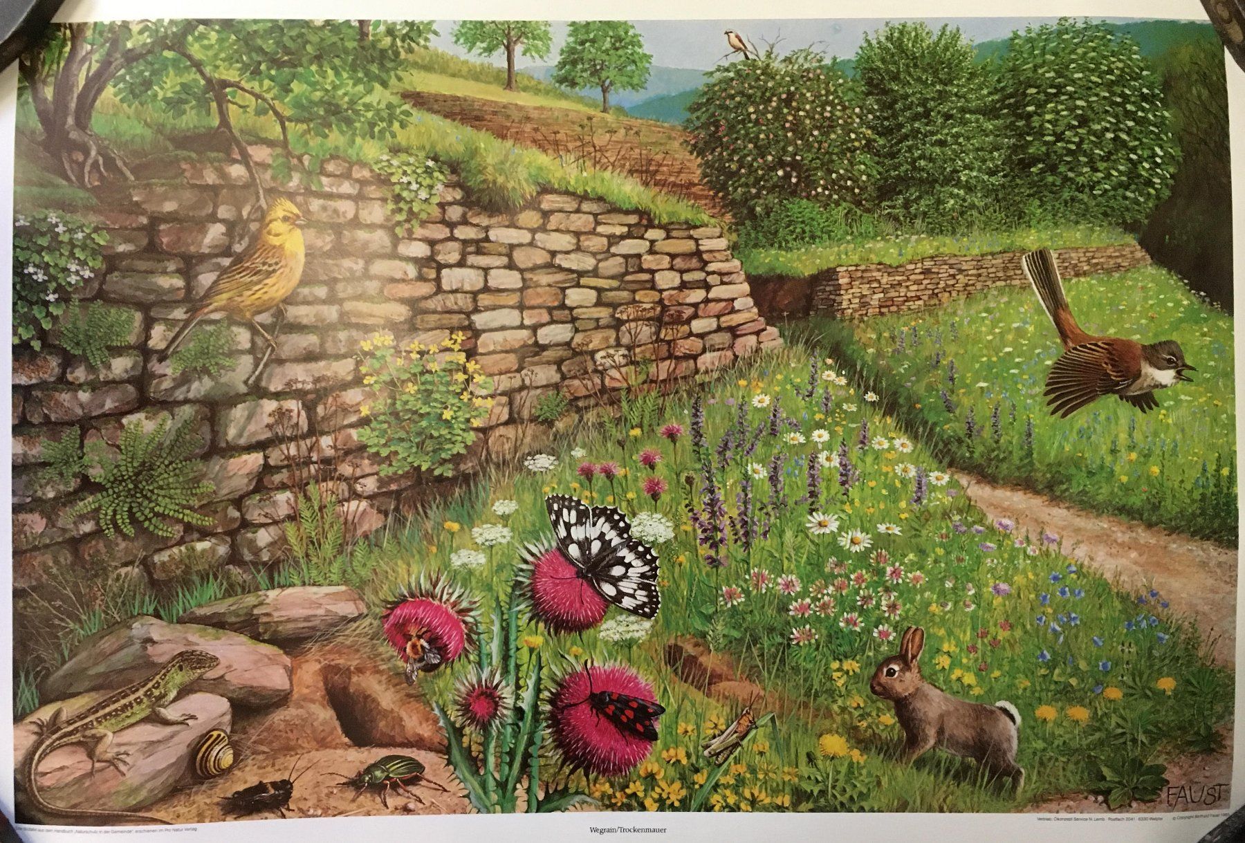 Foto & Immagini: 4 Bilder aus "Naturschutz in der Gemeinde" (1985) – Nuovo (secondo la descrizione) da Zürich venduto da Derrick8 2