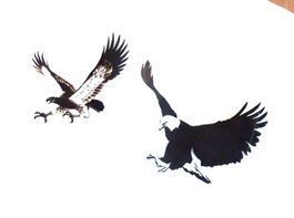 Autocollant d'aigle / Aufkleber! Adler!
