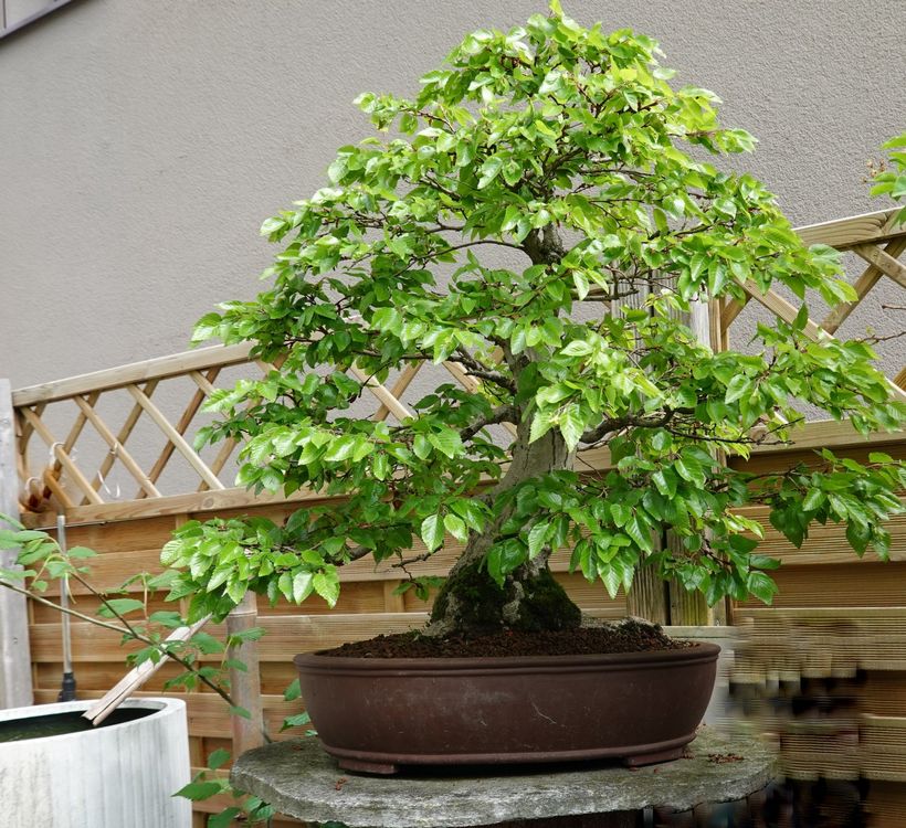 Bonsai Koreanische Hainbuche Kaufen auf Ricardo