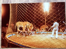 Circus Knie Foto 1982