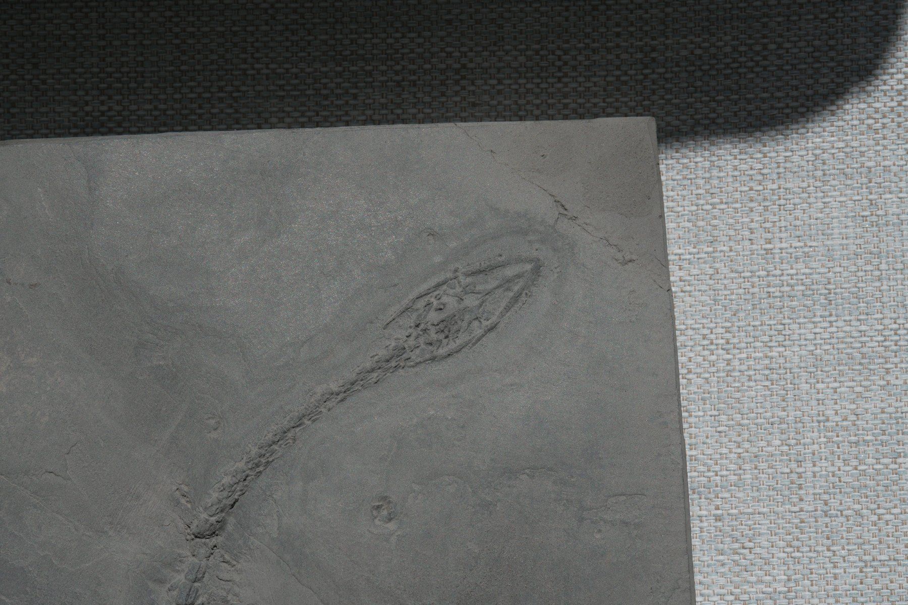 Fossili: grosser Keichousaurus Hui – Usato da schüpfen venduto da rica122 3