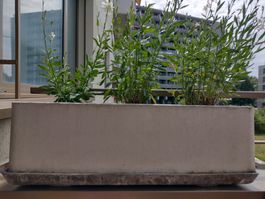 Eternit Blumenkasten Delta 80 x 25 x 25 cm mit Untersetzer