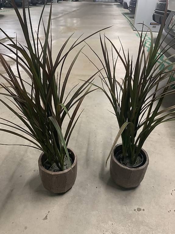 Piante & sementi: 2 PLANTES DECO – Usato da Nyon venduto da cat_c7f8