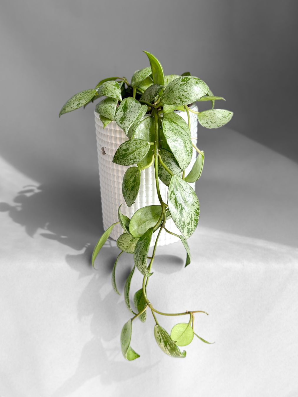 Piante & sementi: Hoya Lacunosa 'Sulcata' – Nuovo (secondo la descrizione) da Seuzach venduto da animaplants 1