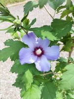 Hibiskus Winterhart
