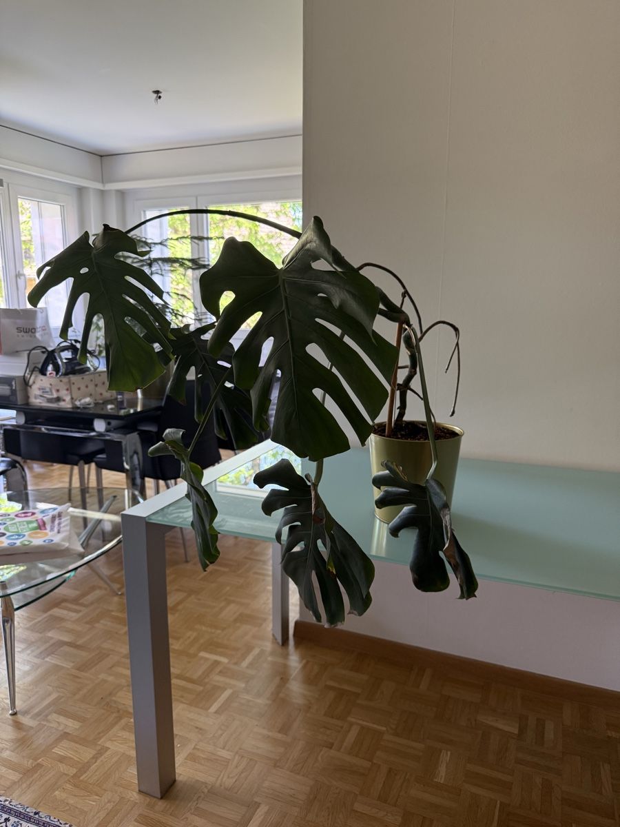 Piante & sementi: Monstera Pflanze – Usato da Zollikerberg venduto da n737_P5 2
