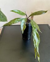 Hoya pubicalyx Black Mamba EK18-007