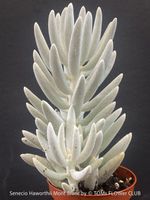 Senecio Haworthii Mont Blanc - schneeweisse Eleganz