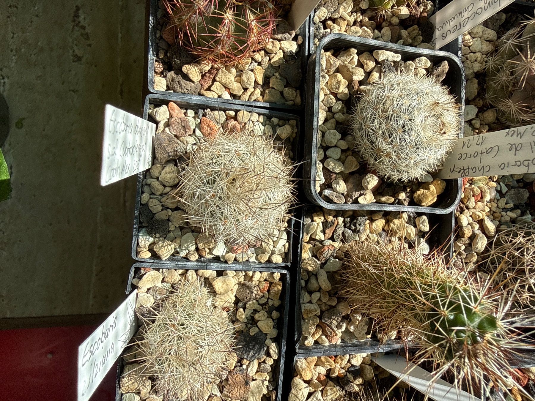 Piante & sementi: Escobaria duncanii – Usato da Rorbas venduto da SimS0n 1