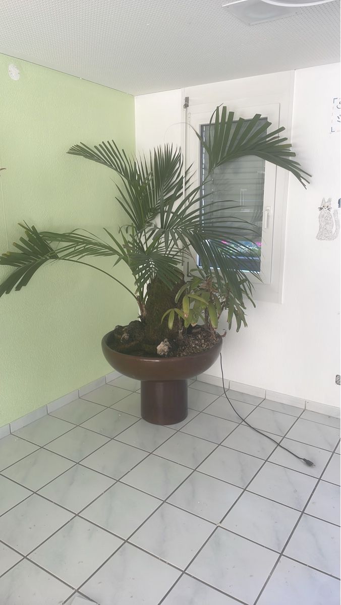 Tutte le decorazioni: Zimmerpflanze mit Übertopf braun mit Wasserfall  – Usato da Aarau Rohr venduto da Pascii234
