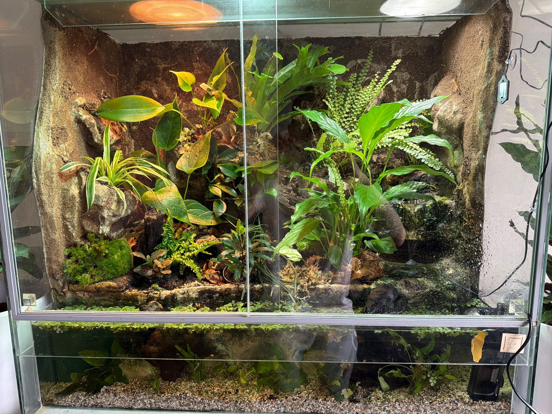 Terrariums: Terrarium mit Wasserfall Komplettset – D'occasion à Rothrist par egg_9wck