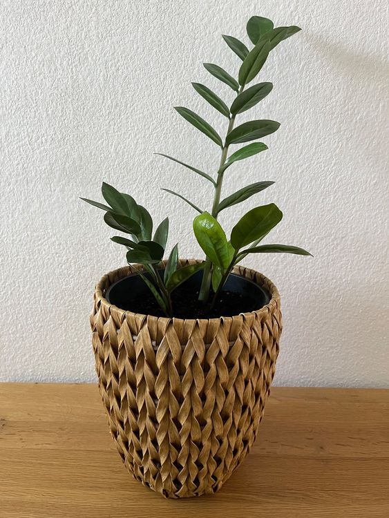Boho Zimmerpflanze Pflanze Glücksfeder im Blumentopf 🪴 Kaufen auf Ricardo