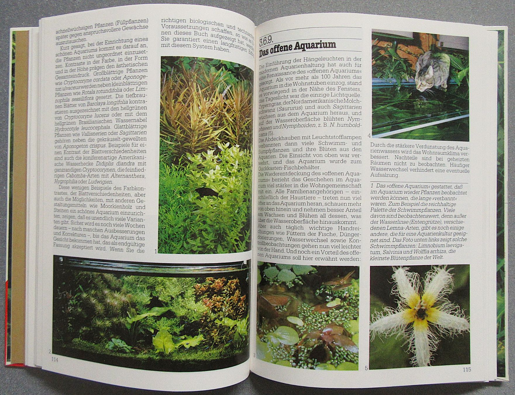 Libri: Das Optimale Aquarium - Süsswasser-Aquarium – Usato da Auenstein venduto da Padabimbim 6