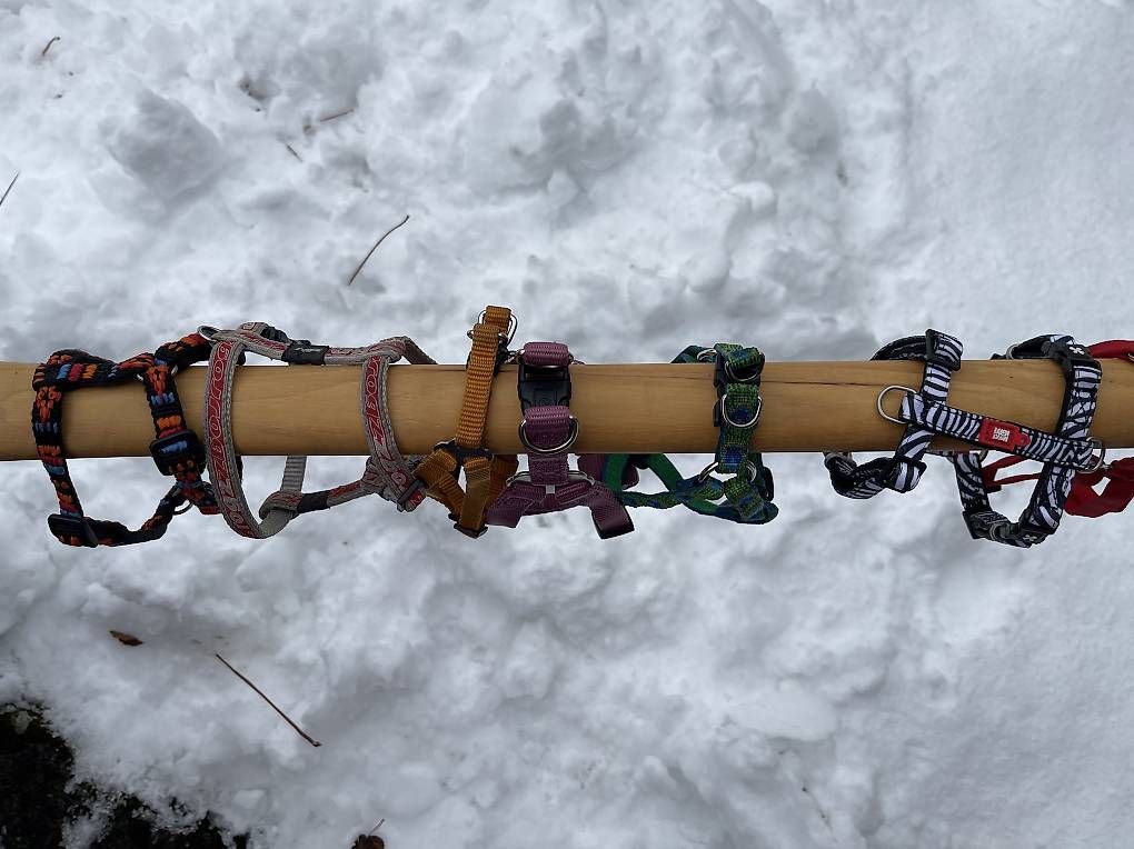Guinzagli & Collari: Hundegeschir – Usato da Meiringen venduto da Bignoddy 2
